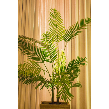 Areca Palm Pot Plant 4