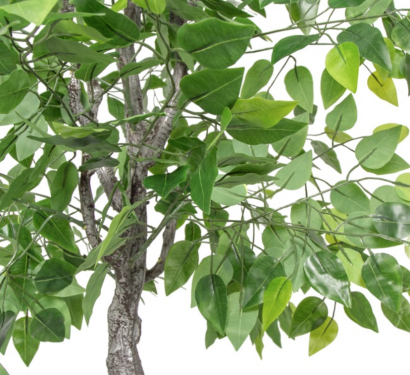 Ficus Tree 2