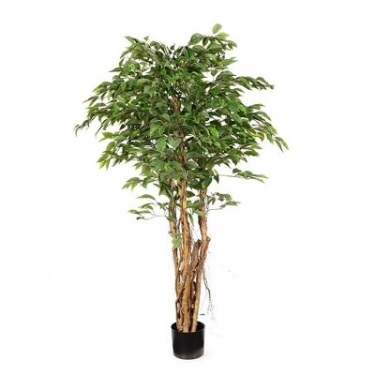 Ficus Tree 4