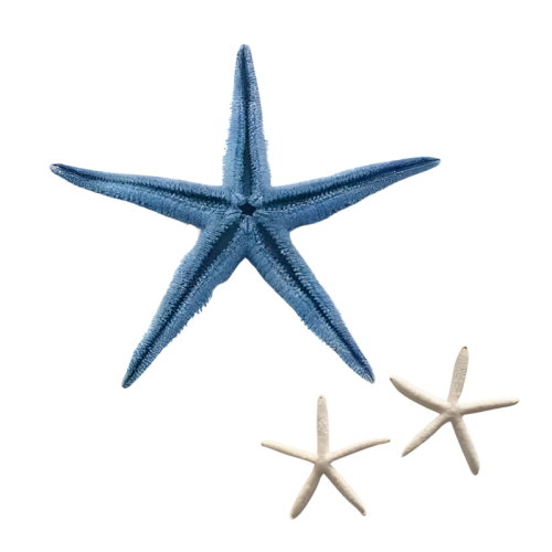Starfish Prop