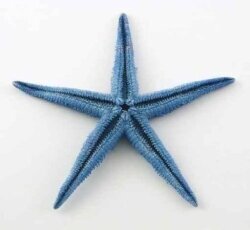 Starfish Prop 2