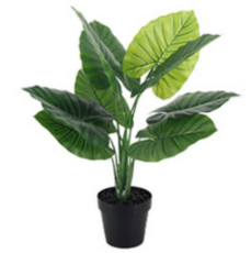 Taro Leaf Pot Plant