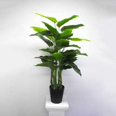 Philodendron Pot Plant 2