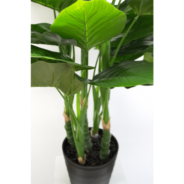 Philodendron Pot Plant 4