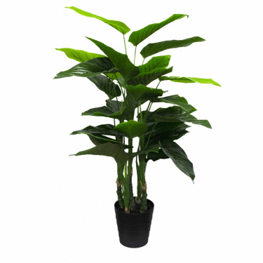 Philodendron Pot Plant