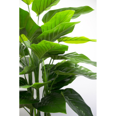 Philodendron Pot Plant 5
