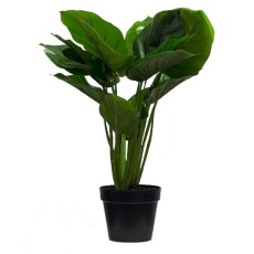 Philodendron Pot Plant 6