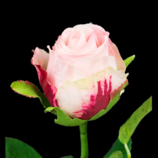 Rose Bud Flower Stem 3