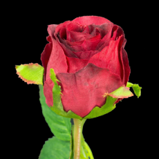 Rose Bud Flower Stem 5