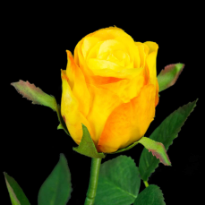 Rose Bud Flower Stem 4
