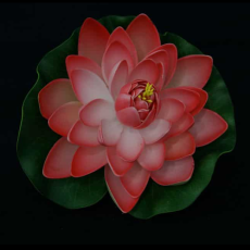 Lotus Flower 4