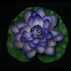 Lotus Flower 6