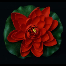 Lotus Flower 7